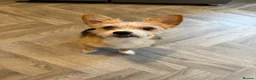 Mixed Breed dogs for sale: Dog for rehoming  - Advert 5