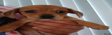 Chiweenie Puppy 3