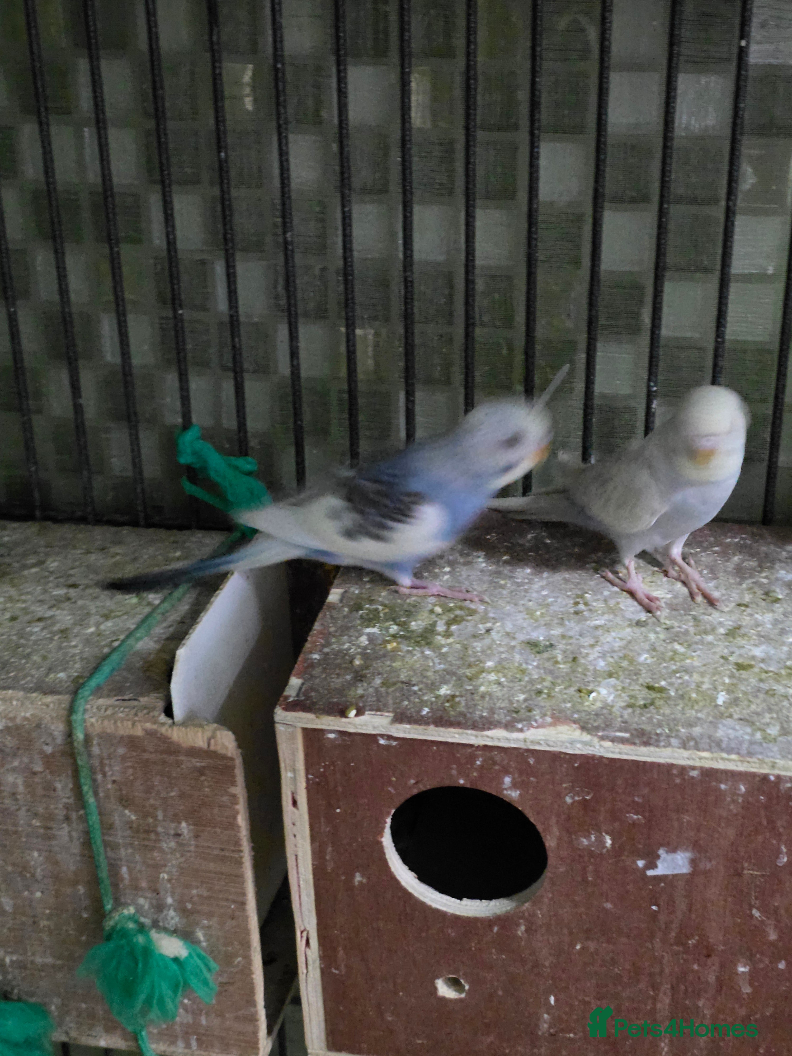 Budgerigars birds Budgies for sale - Advert 10