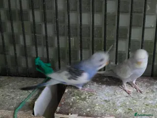 Budgerigars birds Budgies for sale - Advert 10