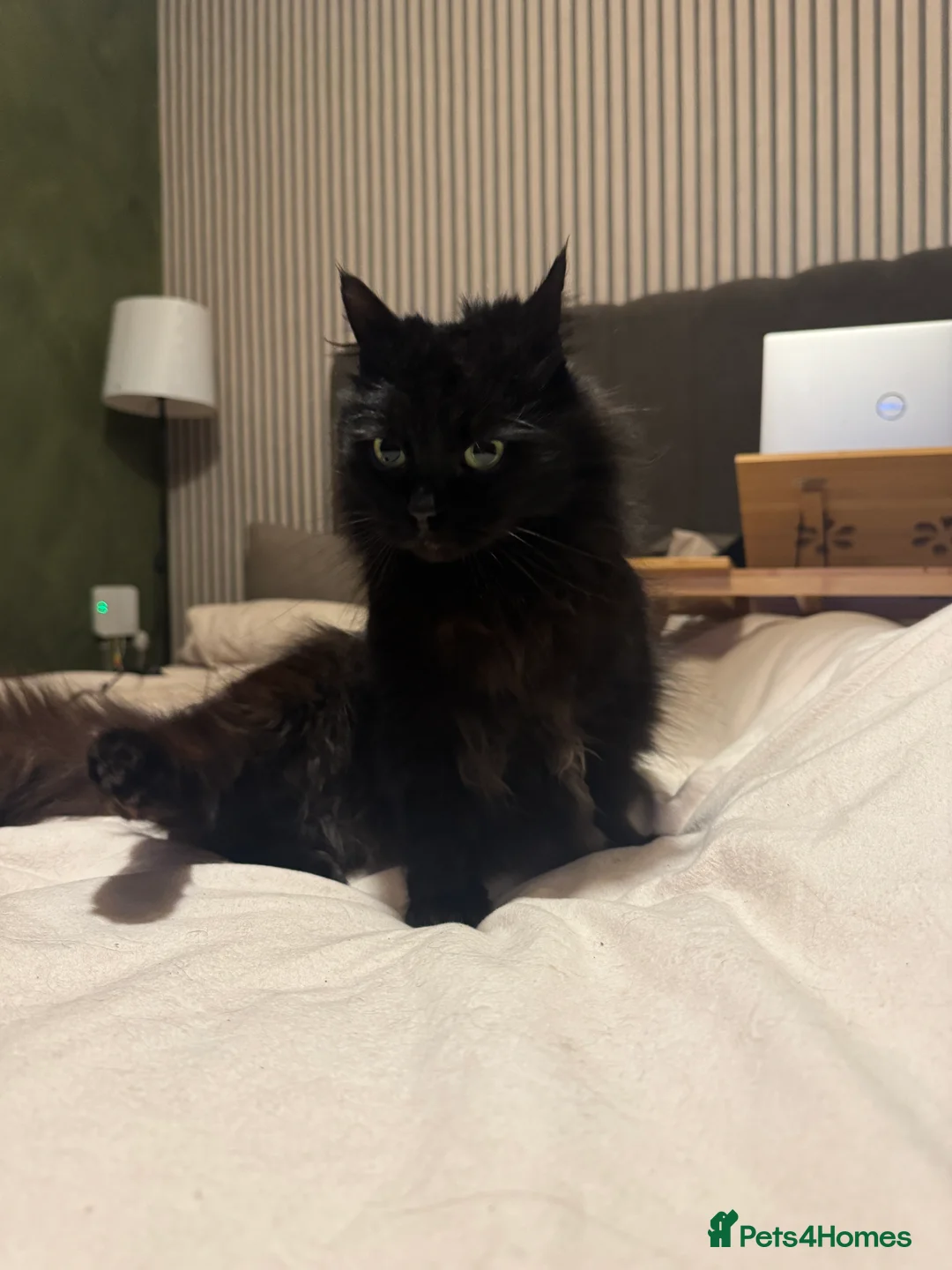 Mixed Breed cats for sale: Cuddly Black Long-Haired Cat for a Loving Home - Advert 2