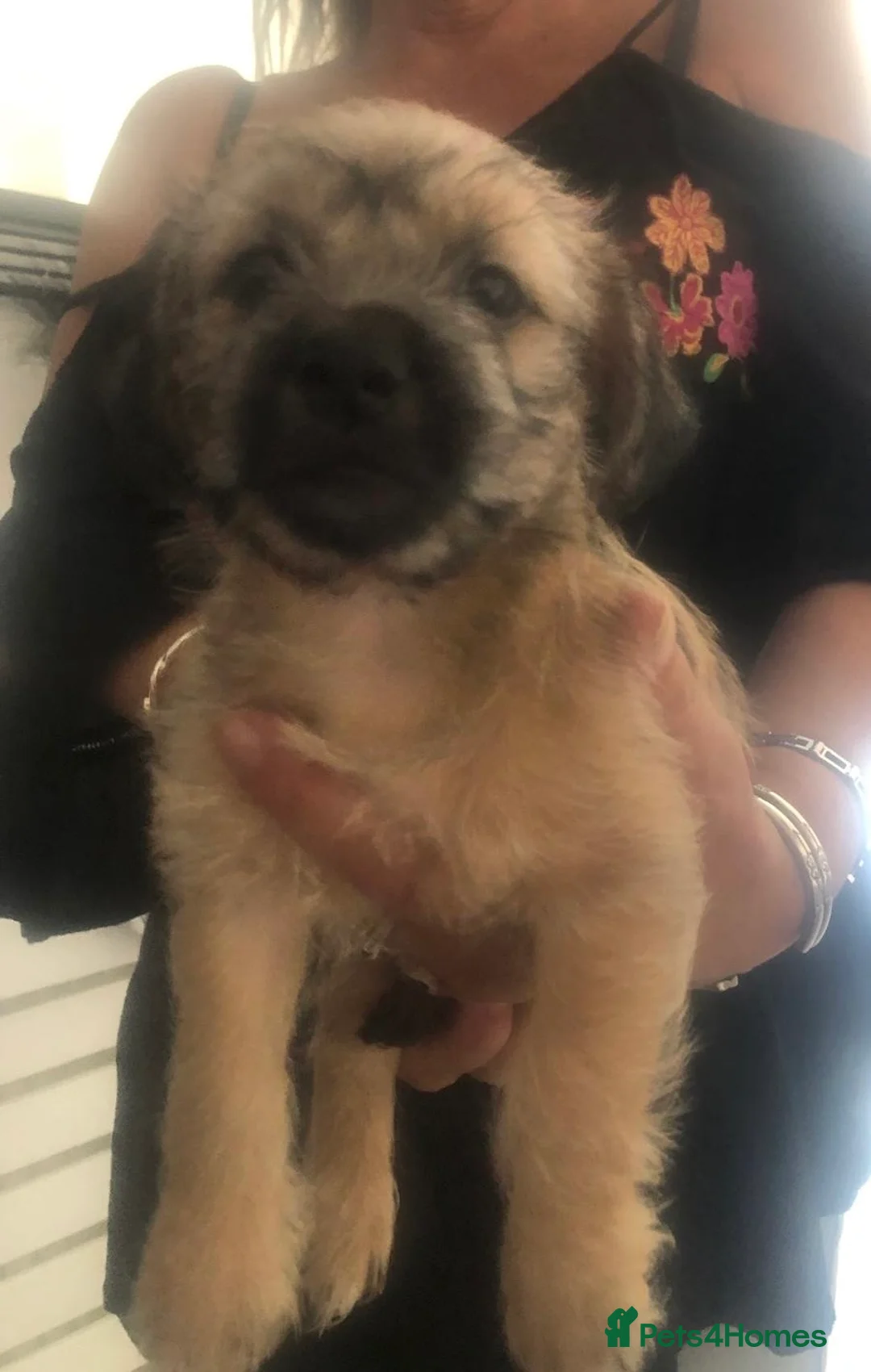 Mixed Breed dogs for sale: shih tzu x jack russell ready to leave  in Bristol - Advert 4
