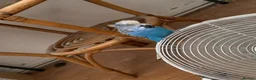 Budgerigars birds for sale: Budgies and canaries  in Hoddesdon - Advert 4