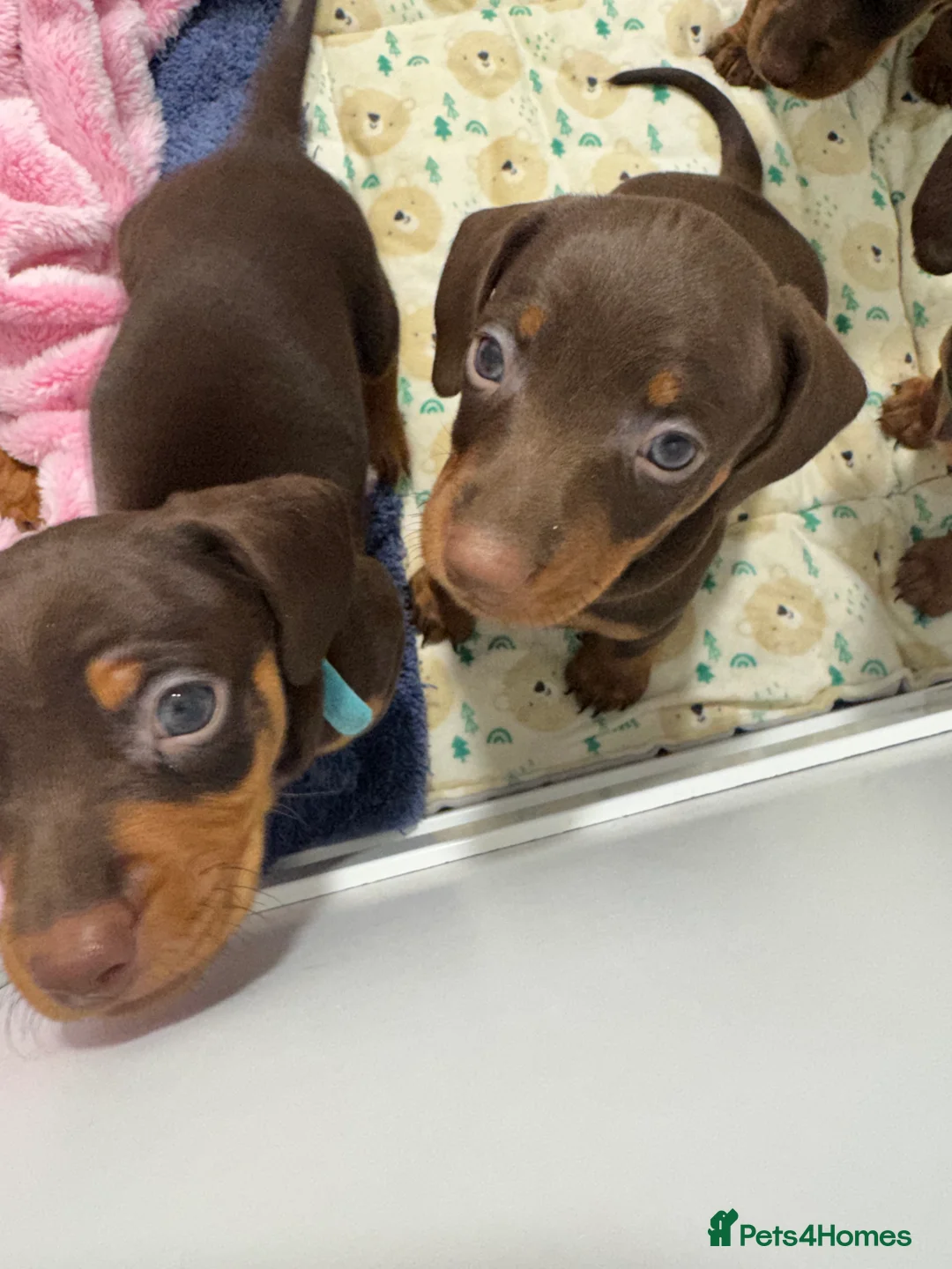 Miniature Dachshund dogs for sale: Miniature dachund puppies smooth hair  - Advert 14