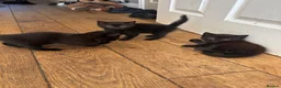 British Shorthair cats for sale: 5 beautiful black kittens - Advert 12