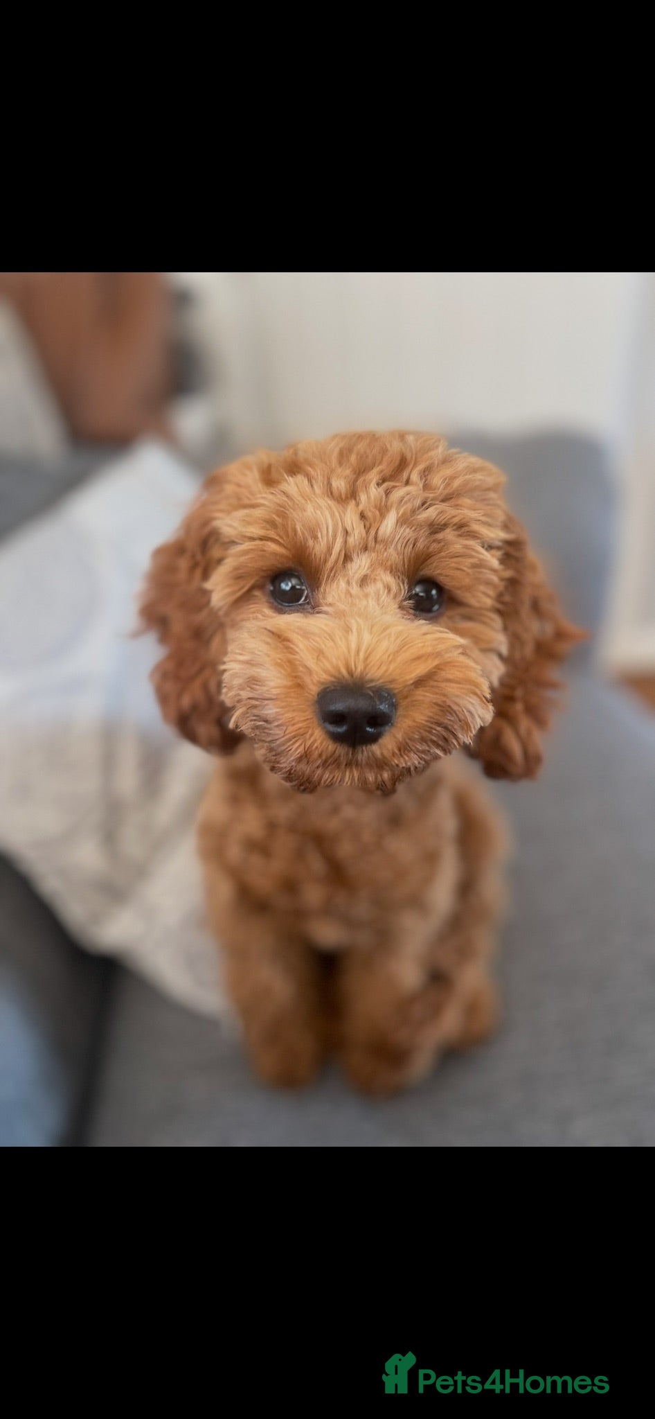 Maltipoo dogs Beautiful F1b Toy Maltipoo Puppies For Sale - Advert 1