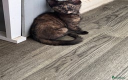 British Shorthair cats for sale: Adorable kittens  - Image 12