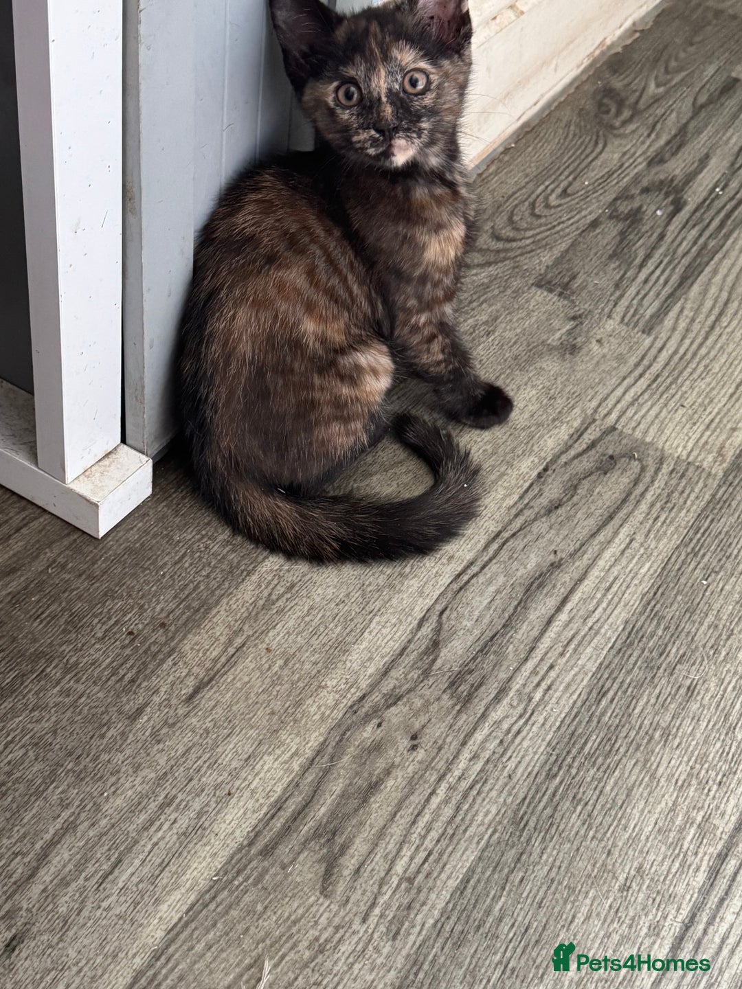 British Shorthair cats for sale: Adorable kittens  - Image 12