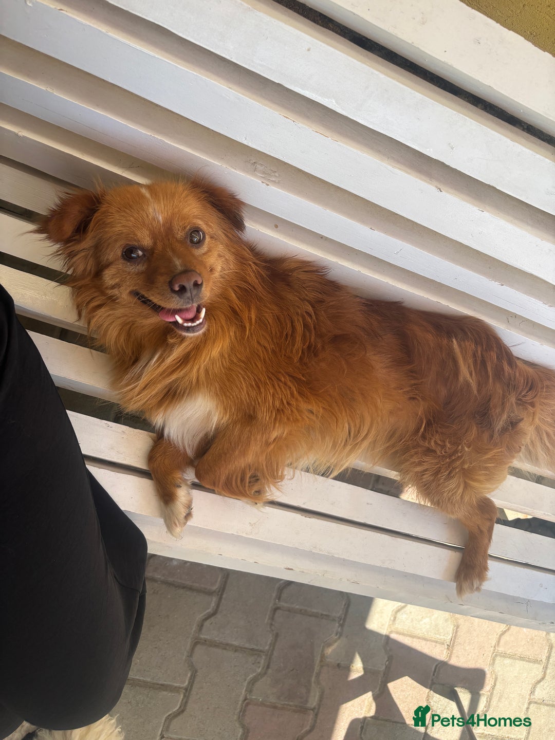 Mixed Breed dogs for sale: 💙 Blue Baby Boy Wants a new home 💙 - Advert 19