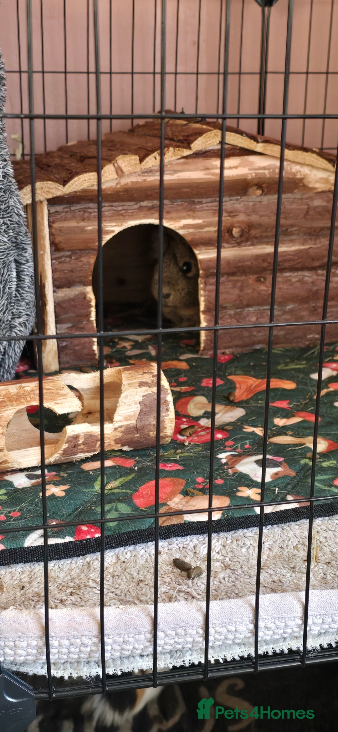 Guinea Pig rodents for sale: Full indoor set up and 6 pigs  - Advert 3