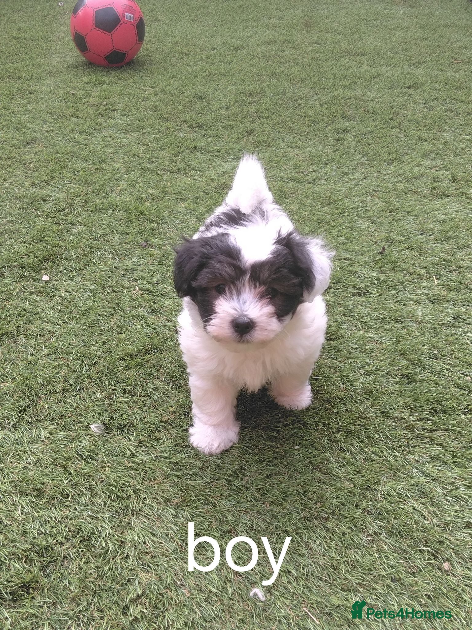 Bichon Frise dogs Bichon puppies - Advert 4