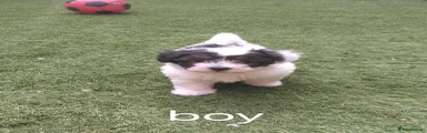 Bichon Frise 1