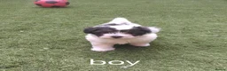 Bichon Frise dogs for sale: Bichon puppies - Advert 1