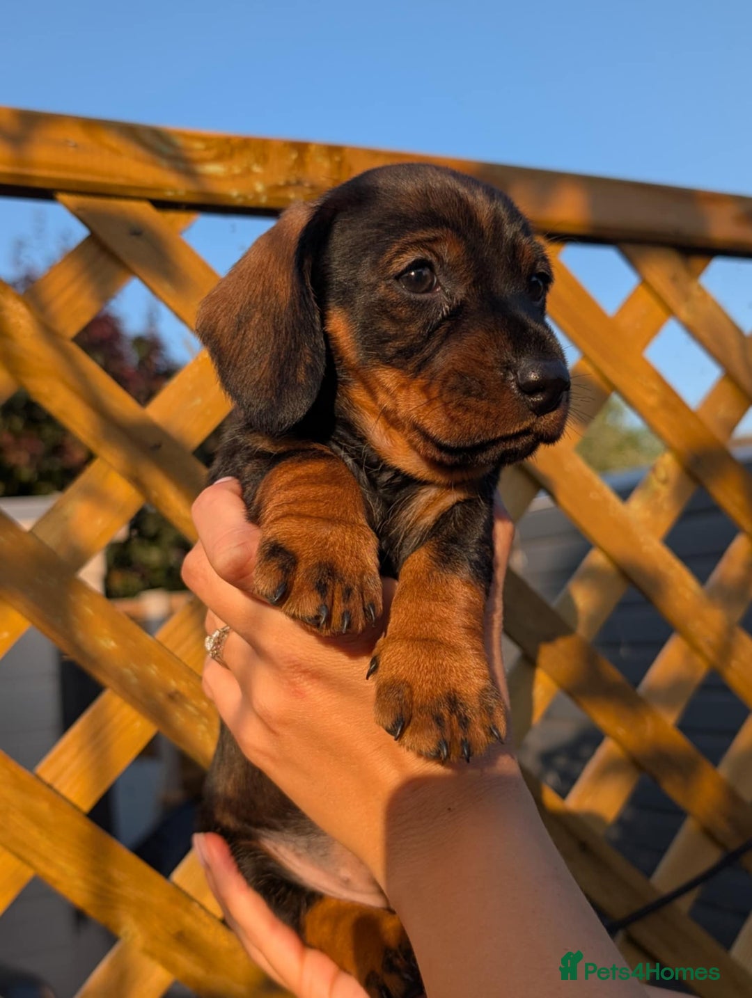 Dachshund dogs for sale: KC Register Standard Wirehaired Dachshund Puppies in Lincoln - Image 11