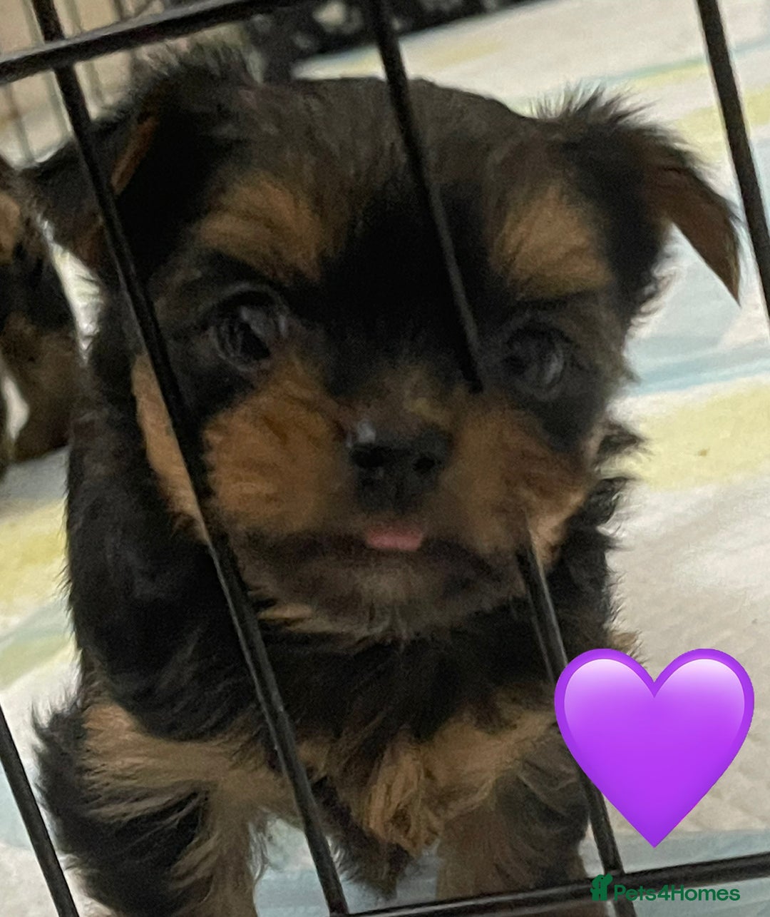 Yorkshire Terrier dogs for sale: Mini Yorkshire Terrier puppies - Advert 9