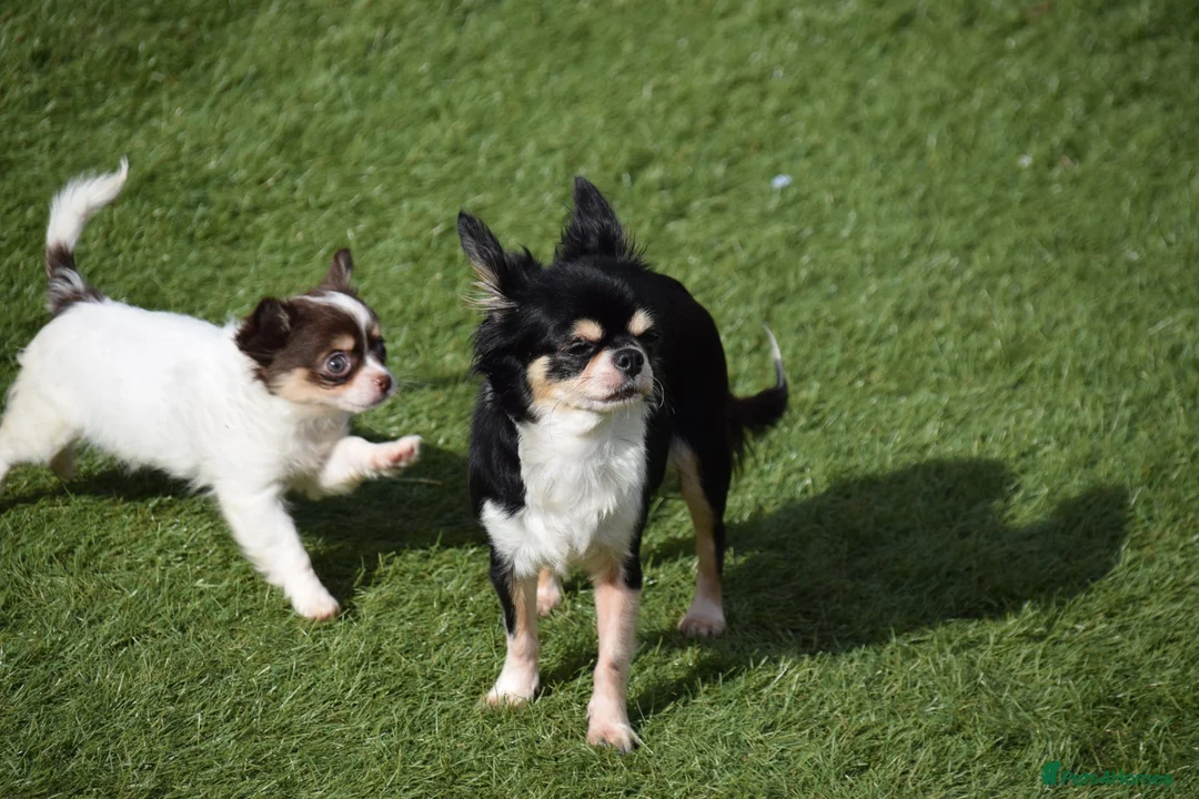 Chihuahua dogs for sale: Beautiful Chihuahua Puppy - Advert 2