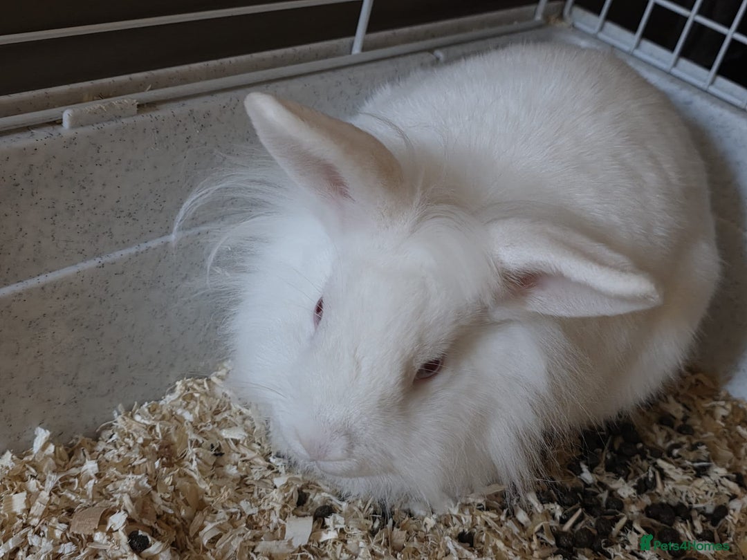 Lionhead rabbits for sale: Lionhead forsale - Advert 15