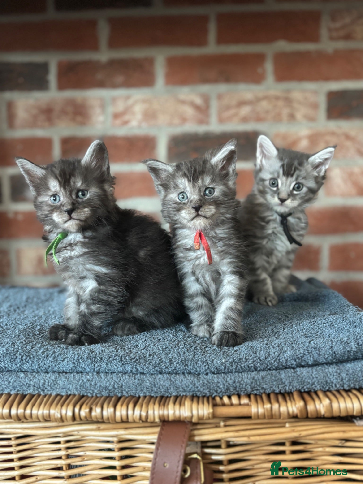 Maine Coon cats 🐾 Exceptional TICA Registered Maine Coons 🐾 - Advert 1