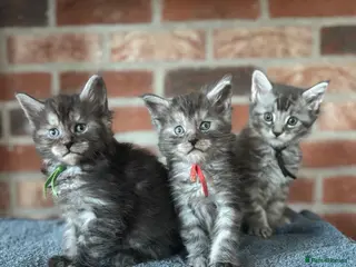 Maine Coon cats 🐾 Exceptional TICA Registered Maine Coons 🐾 - Advert 1