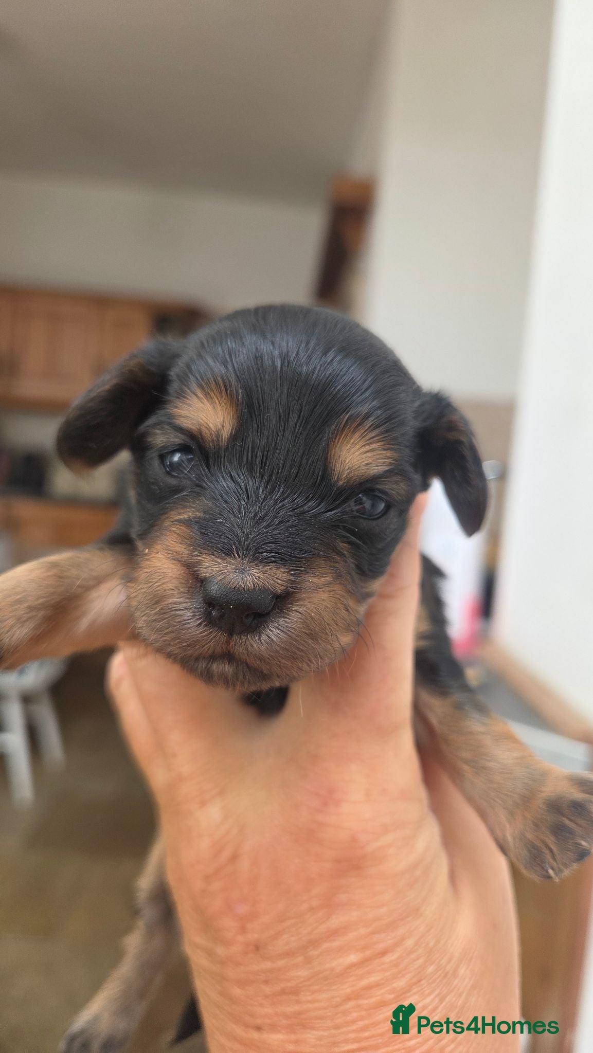 Mixed Breed dogs Corkie pups for sale - Advert 17