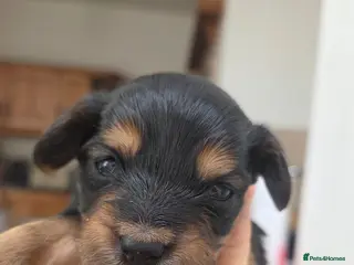 Mixed Breed dogs Corkie pups for sale - Advert 17