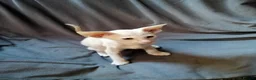 Oriental cats for sale: Beautiful oriental Siamese kitten - Advert 9