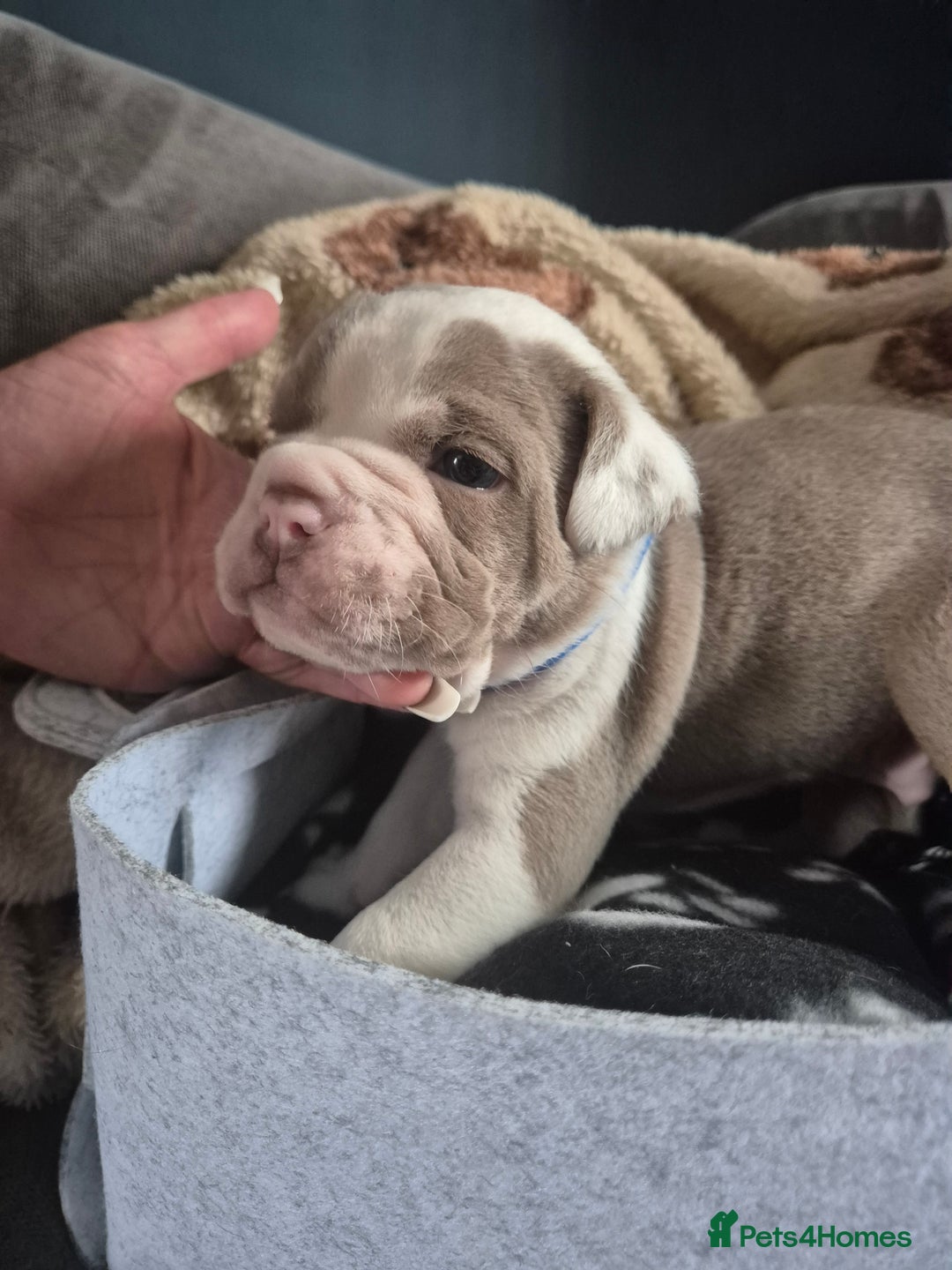 English Bulldog dogs for sale: Bulldog puppies - Image 20