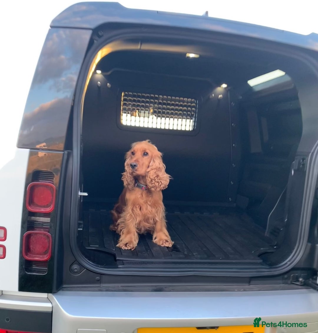 Cocker Spaniel dogs for sale: KC Reg show Type Cocker Spaniels VILLASPANIOL sire - Image 18