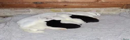 Mixed Breed cats for sale: 1 White male, 1 White female, 1 black and white  - Advert 5