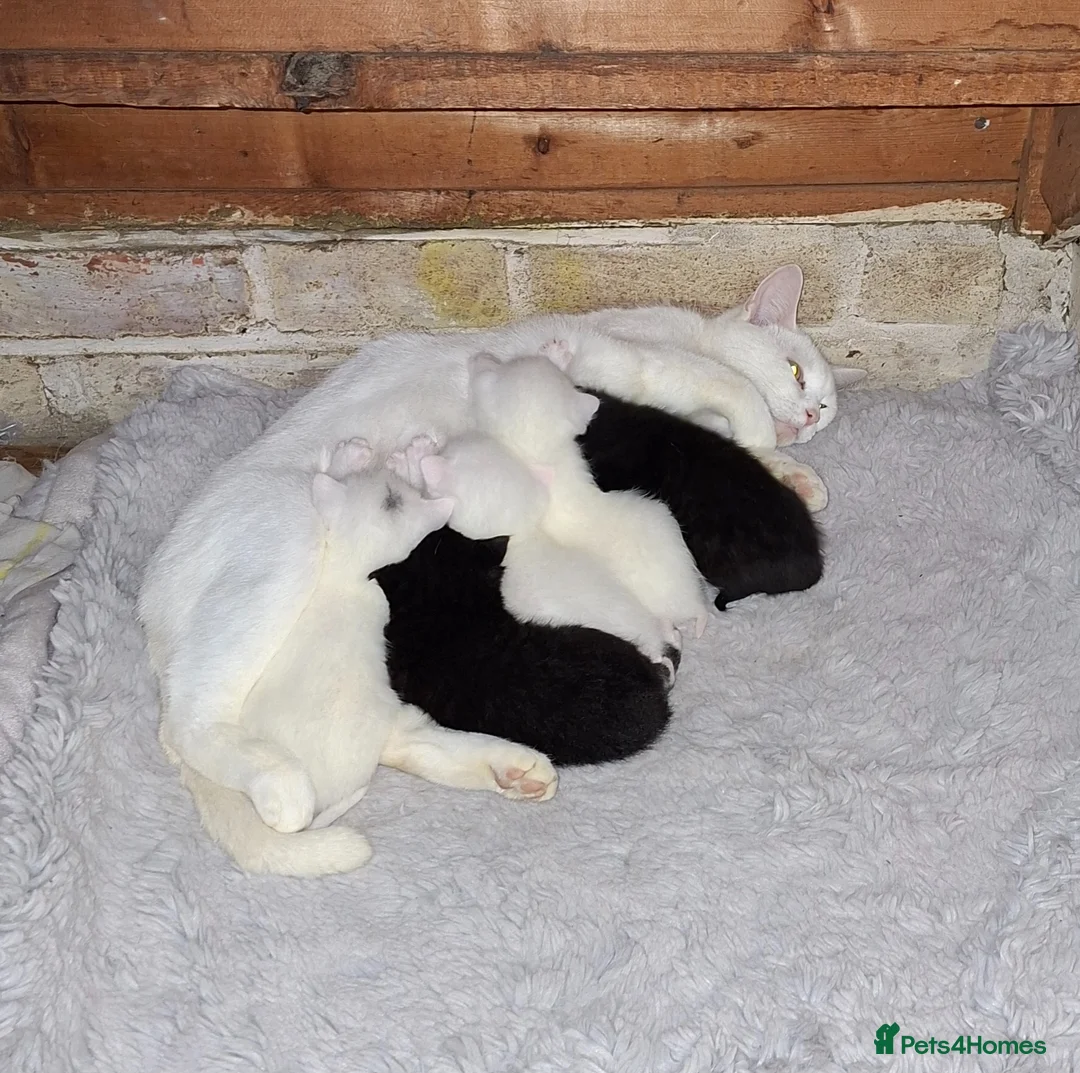 Mixed Breed cats for sale: 1 White male, 1 White female, 1 black and white  - Advert 5