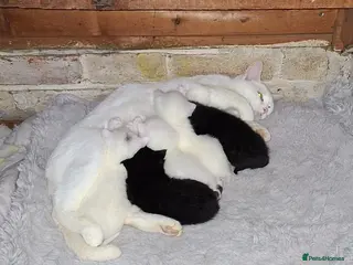 Mixed Breed cats 1 White male, 1 White female, 1 black and white - Advert 4