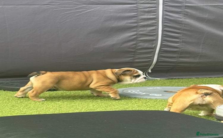 English Bulldog dogs - Advert 2