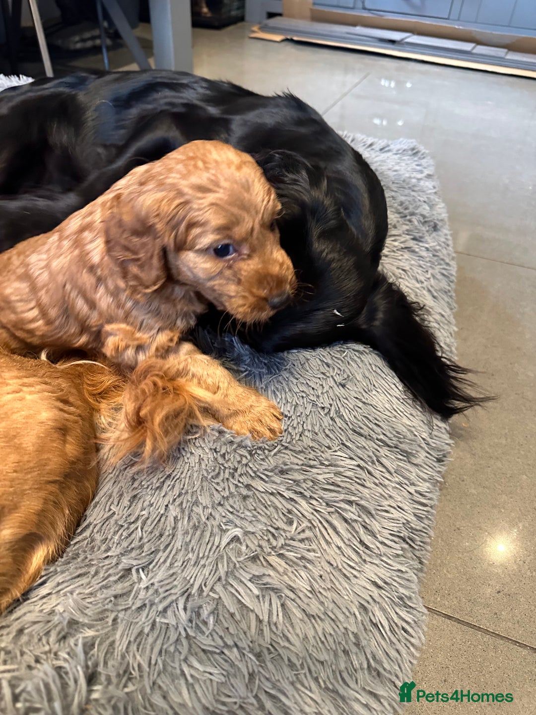Cockapoo dogs for sale: F1 cockerpoo puppies  - Advert 11