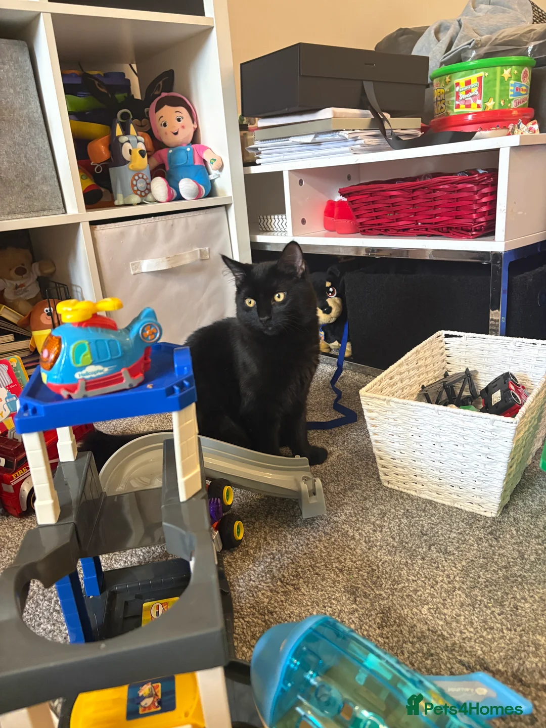 Mixed Breed cats for sale: TWO MALE BROTHERS NEEDING A NEW FAMILY - Advert 17