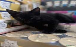 Mixed Breed cats for sale: 4 kittens for sale from 2 litters - Image 17