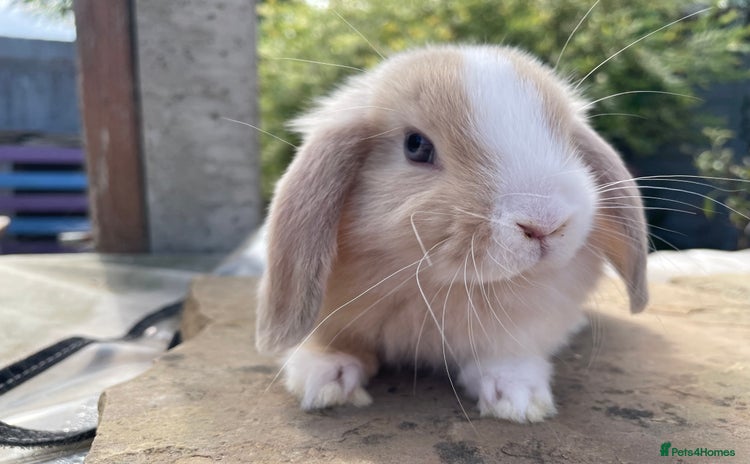 Mini Lop rabbits - Advert 3
