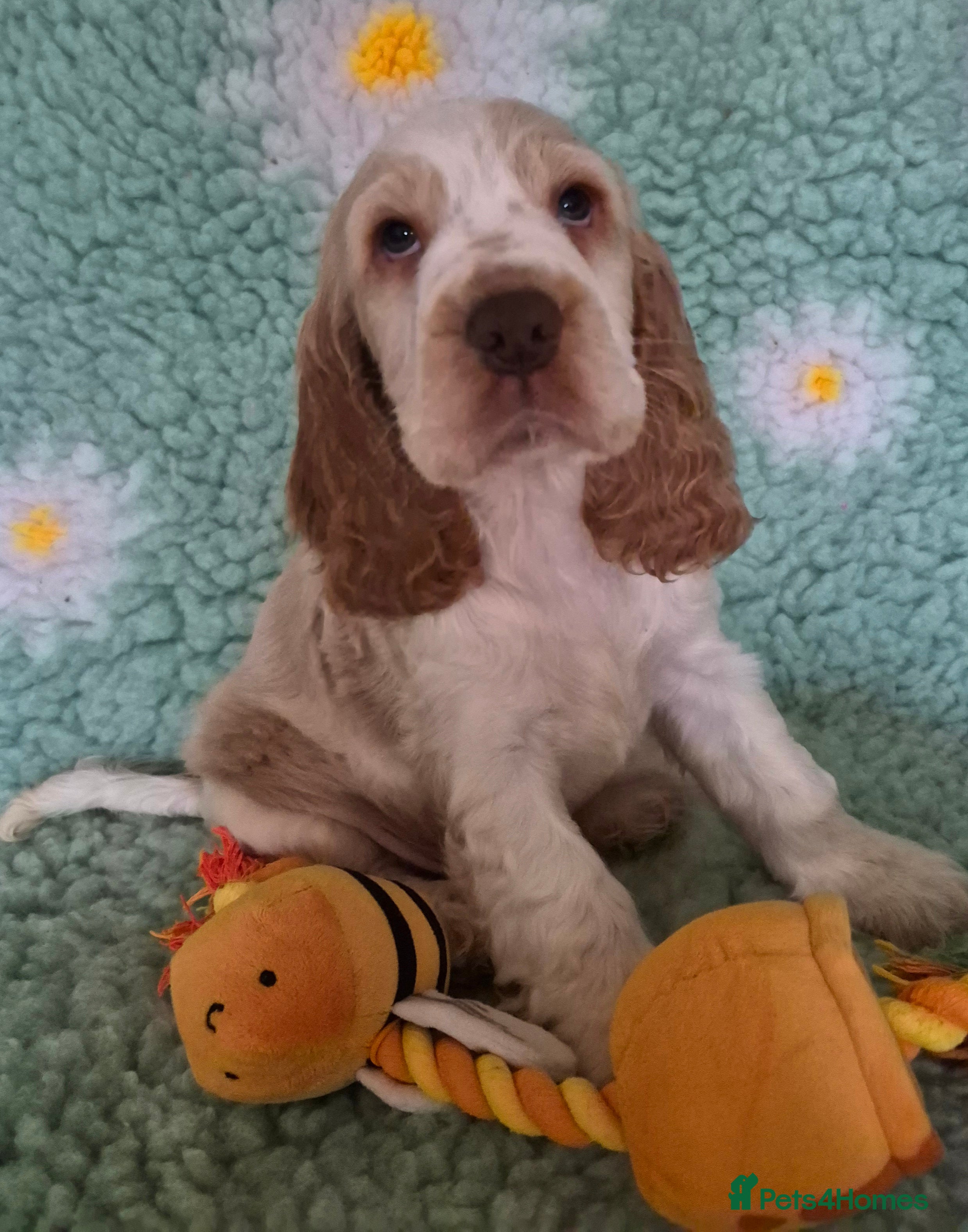 Cocker Spaniel dogs KC Reg,Health Tested, Show Cocker Spaniel Puppies  - Advert 2