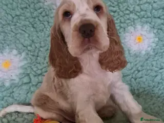 Cocker Spaniel dogs KC Reg,Health Tested, Show Cocker Spaniel Puppies - Advert 2