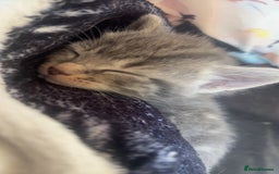 Mixed Breed cats for sale: chunky kittens - Image 19