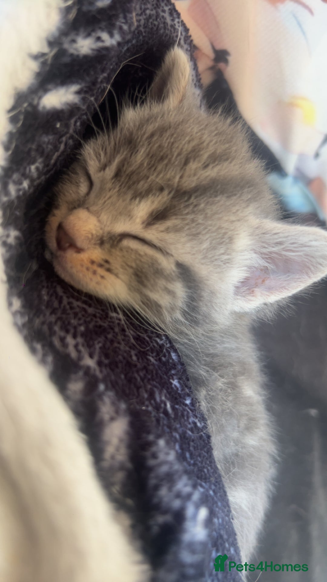 Mixed Breed cats for sale: chunky kittens - Image 19