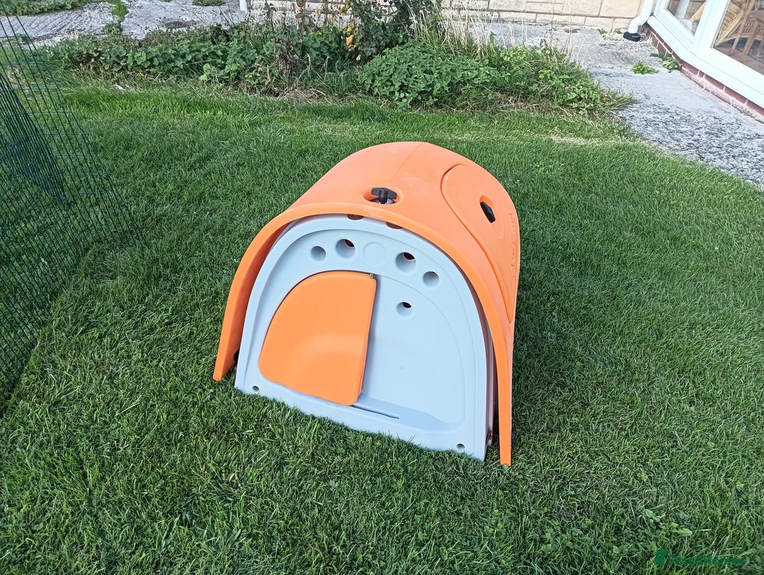 Chickens poultry for sale: Orange Omlet Chicken Coop - Image 3