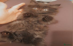 British Longhair cats for sale: British longhair male kitten - Advert 5