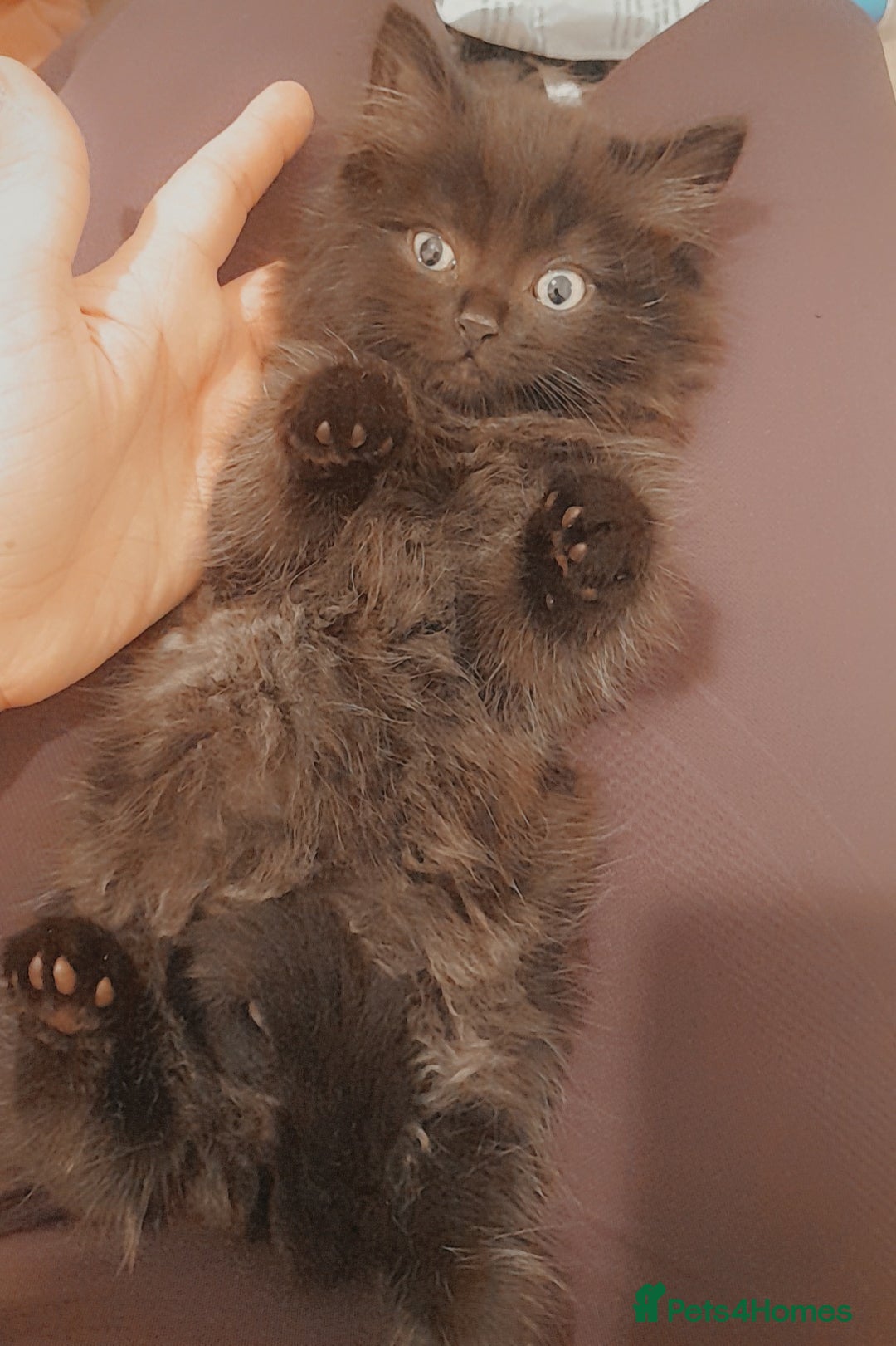 British Longhair cats for sale: British longhair male kitten - Advert 5