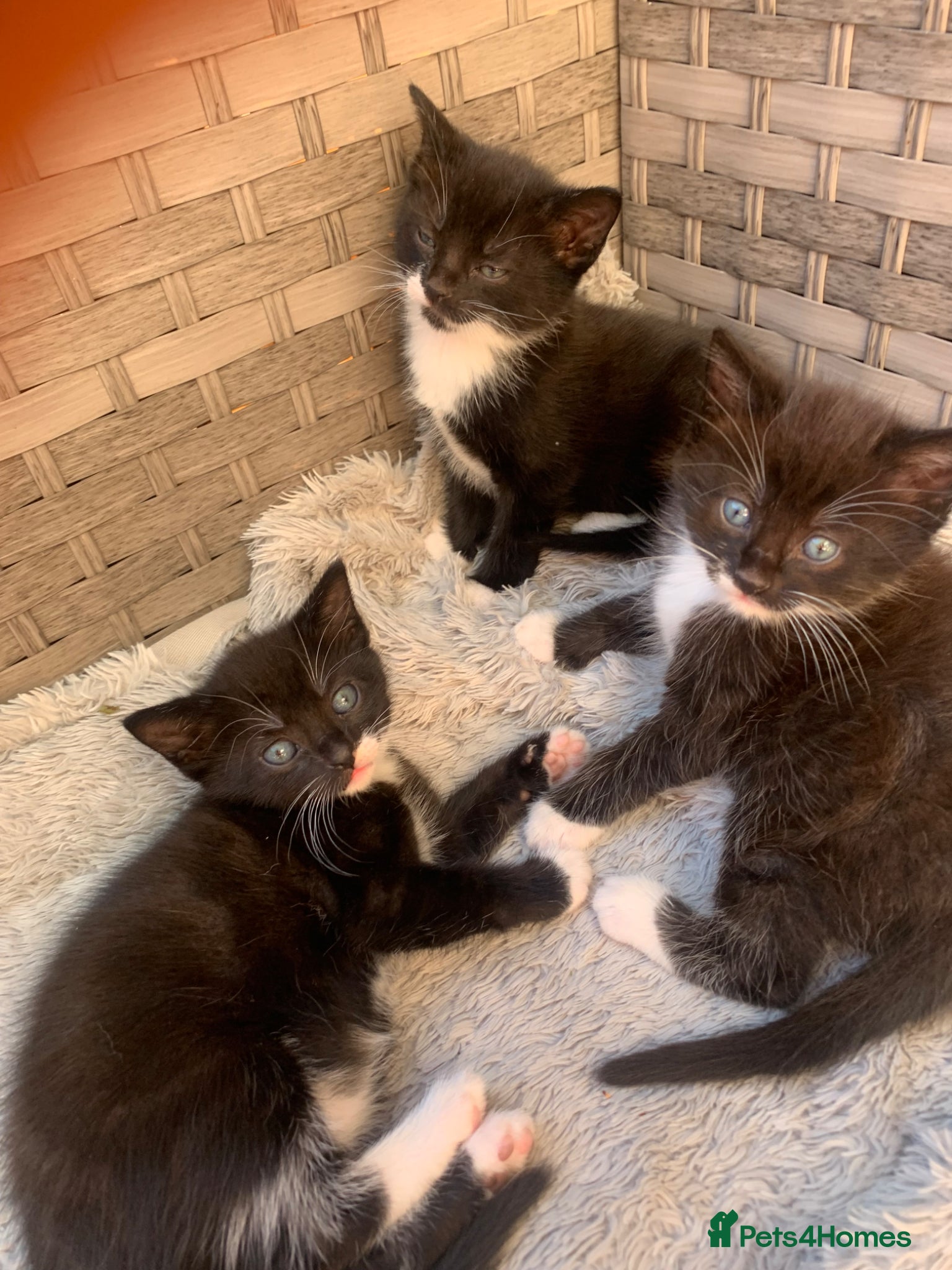 Mixed Breed cats Adorable kittens  - Advert 6