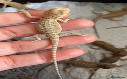 Bearded Dragon reptiles for sale: Baby bearded dragons hypo, trans, leatherback  - Image 9