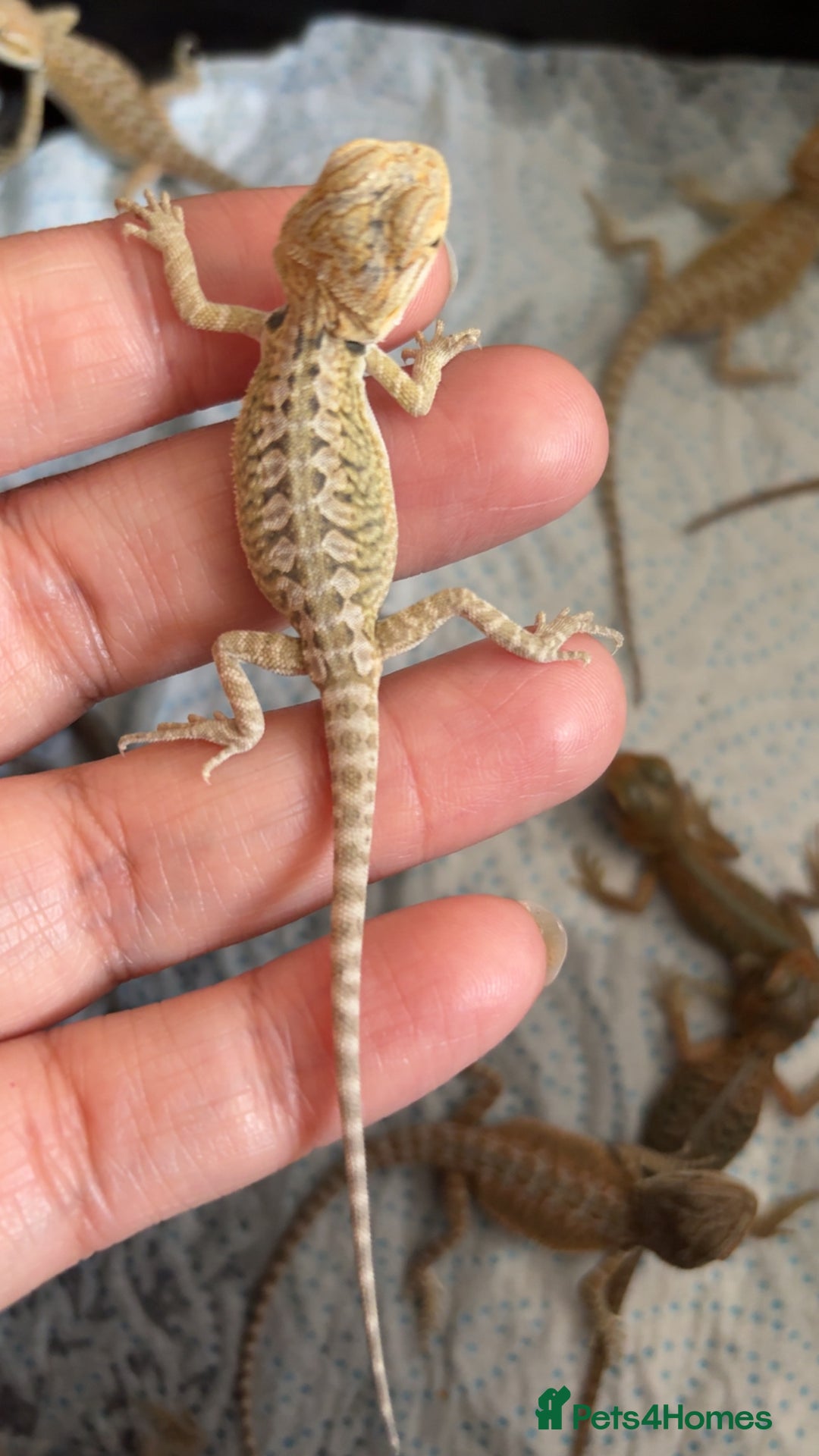 Bearded Dragon reptiles for sale: Baby bearded dragons hypo, trans, leatherback  - Image 9