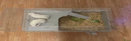 Guinea Pig rodents for sale: 2 pink eyed guinea pigs  - Advert 3