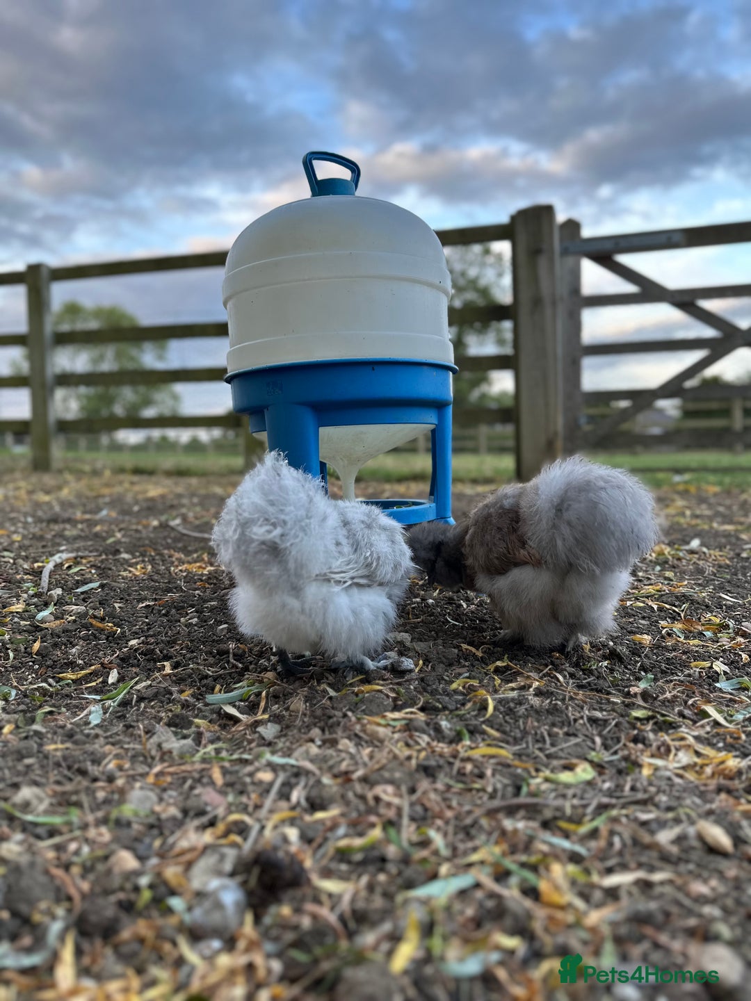 Chickens poultry for sale: WANTED - Very Young Silkies or Fertile Eggs - Image 1