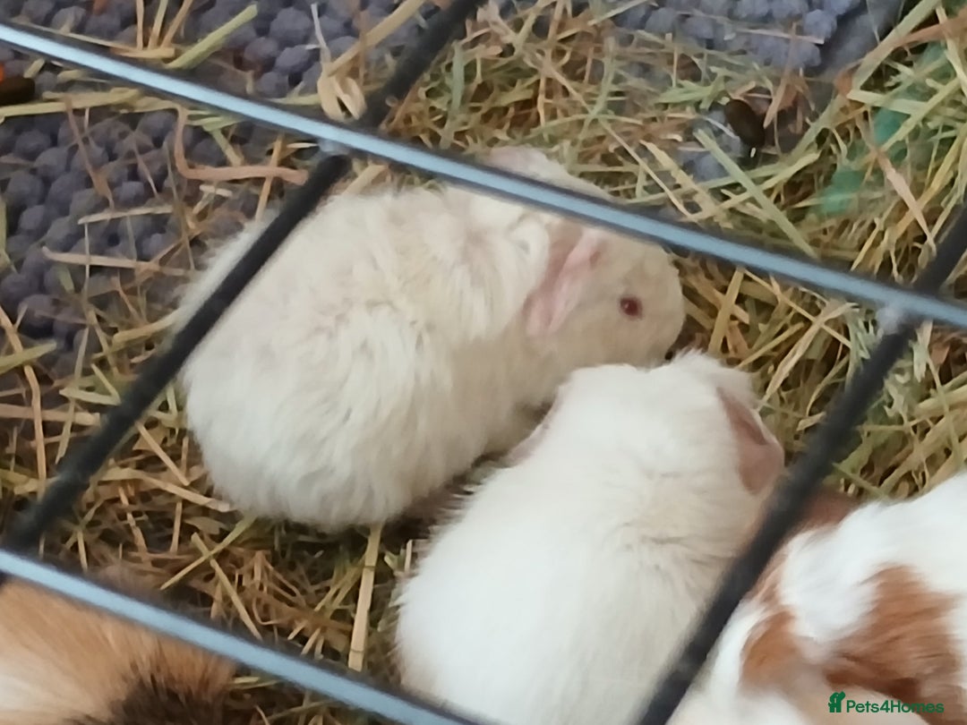 Guinea Pig rodents for sale: Guinea Pig Babies for Sale £40 a pair - Image 5