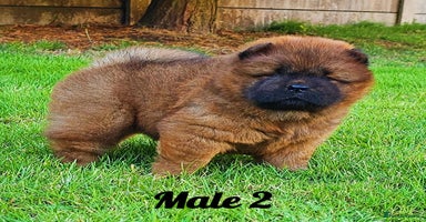 Chow Chow dogs - Advert 5